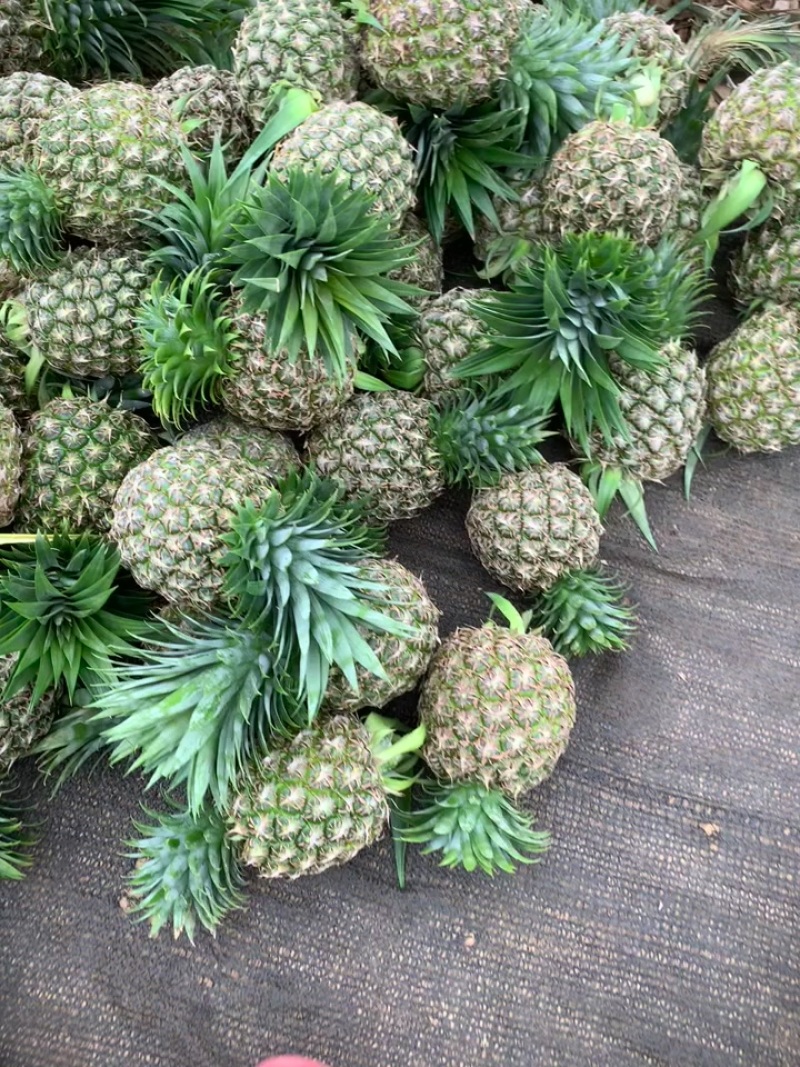 西瓜凤梨.甜蜜蜜16号.金钻凤梨