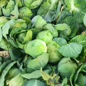 甘蓝加工厂货，喂鸟货大量有货