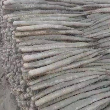 白玉山药