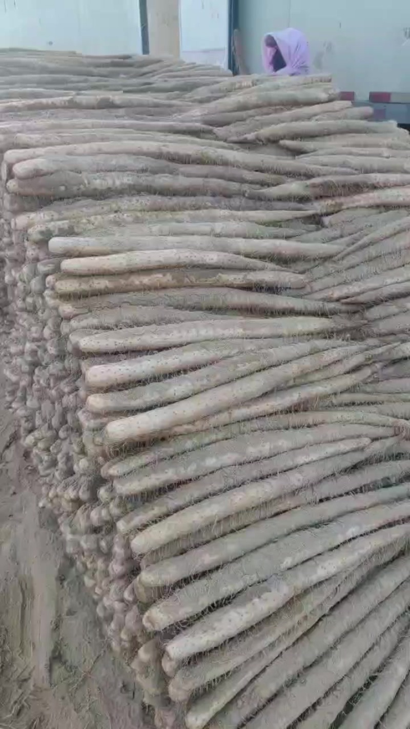 白玉山药