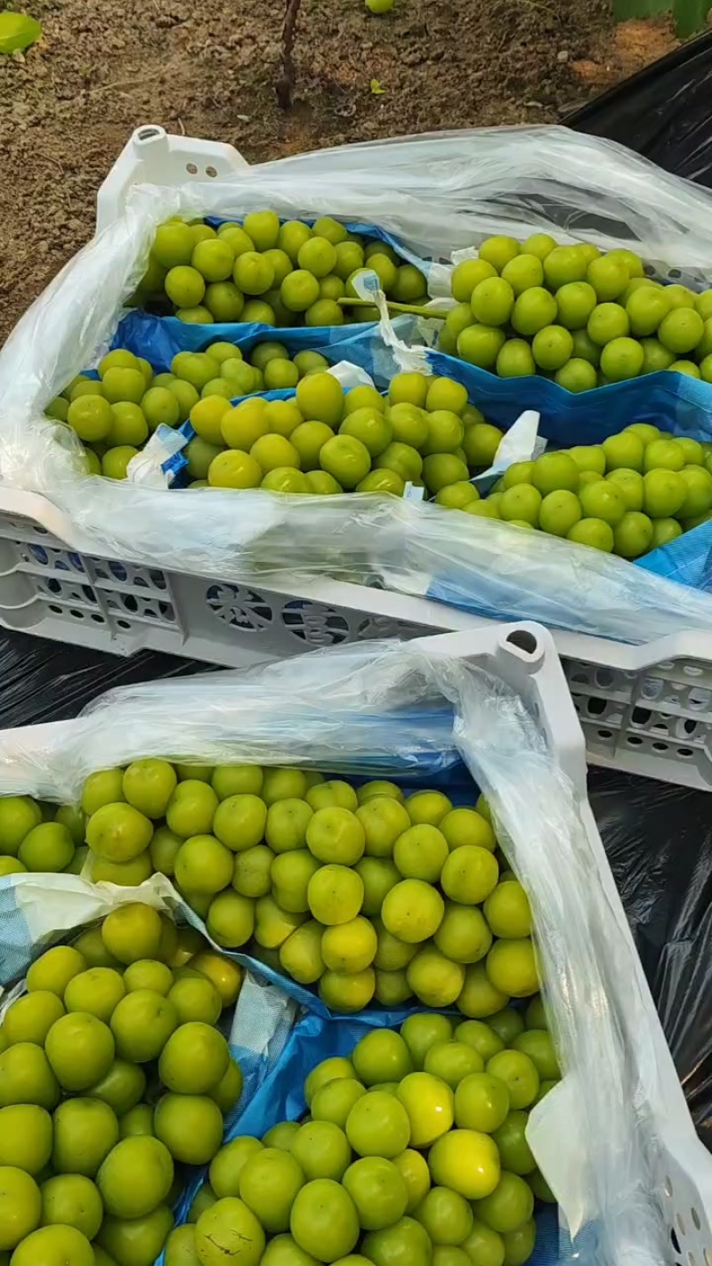 阳光玫瑰，喜欢的看过来。价格美丽