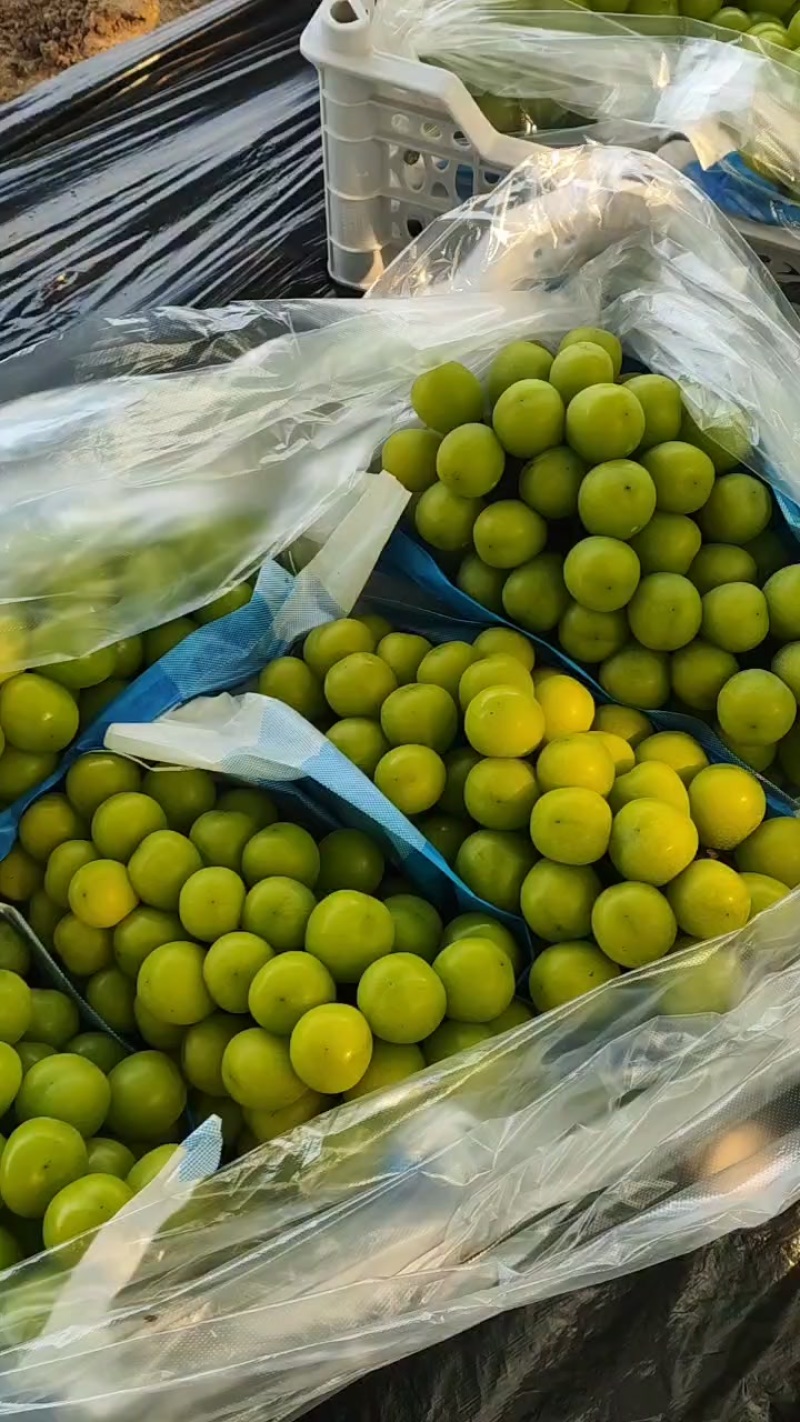 阳光玫瑰，喜欢的看过来。价格美丽
