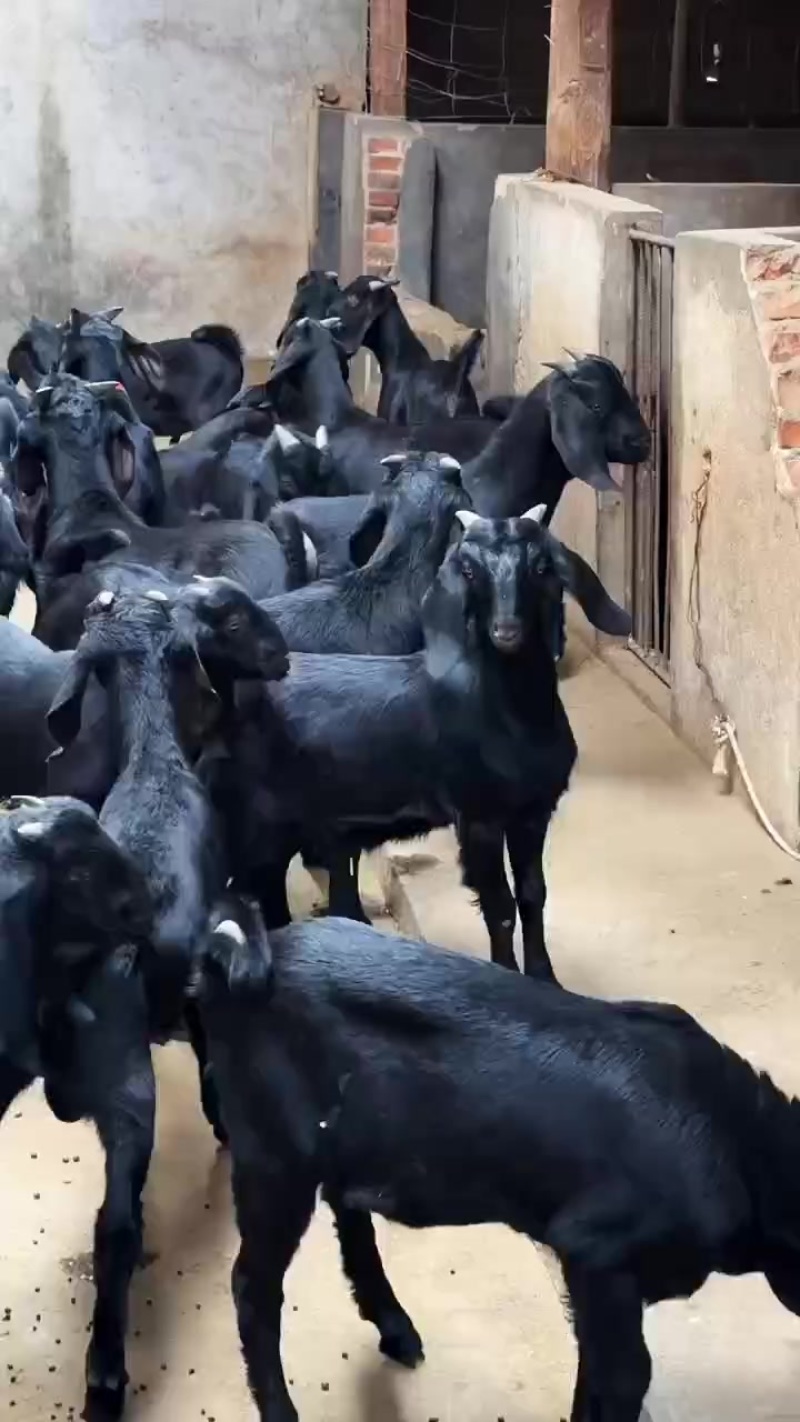 黑山羊白山羊波尔山羊以及各品种绵羊