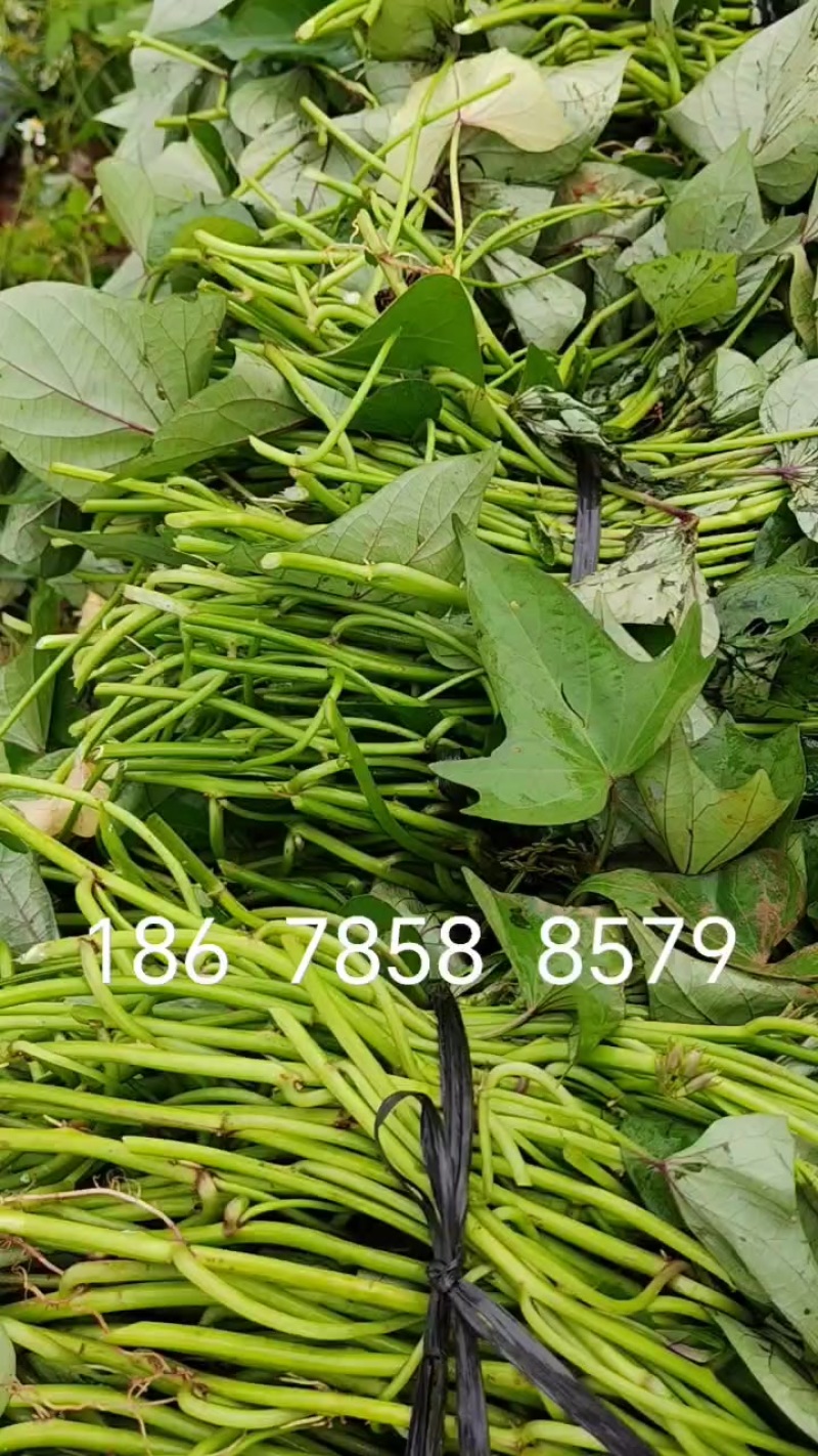 济薯26脱毒苗