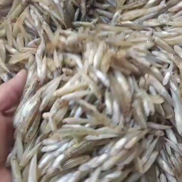 小黄鱼，，非常漂亮，新鲜上货，要的赶紧找我