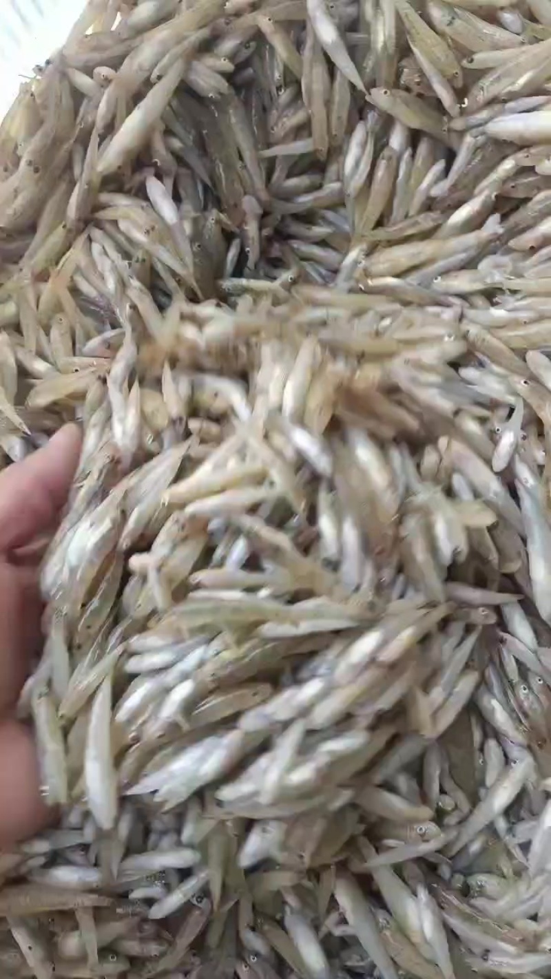 小黄鱼，，非常漂亮，新鲜上货，要的赶紧找我
