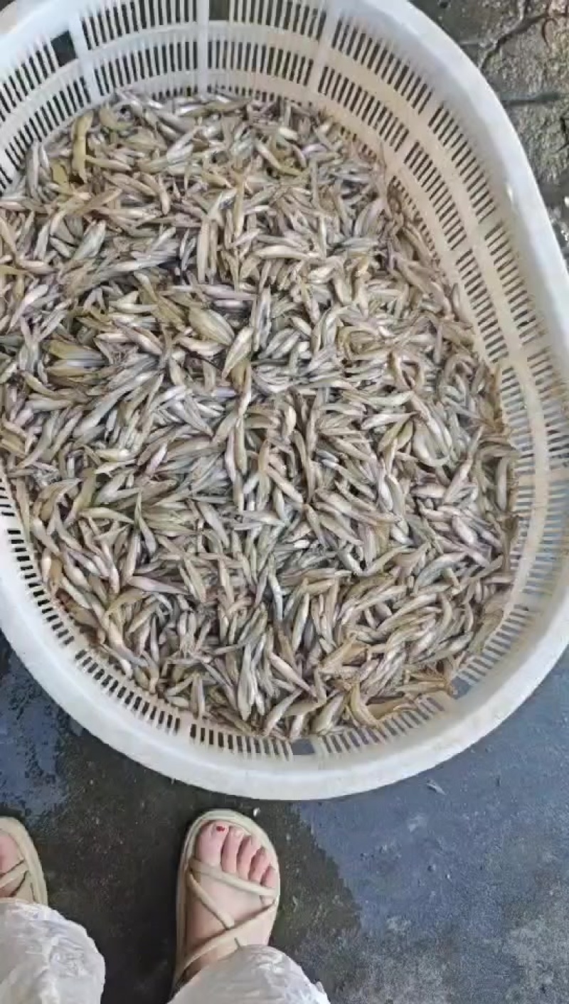 小黄鱼，，非常漂亮，新鲜上货，要的赶紧找我