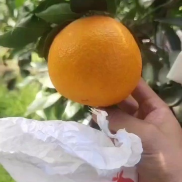 精品爱媛38果冻橙，全是精品货，有兴趣的老板来盘