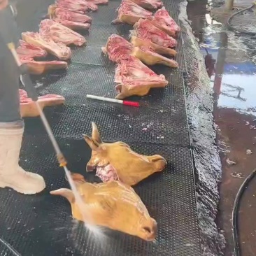 纯干火燎黄牛牛头