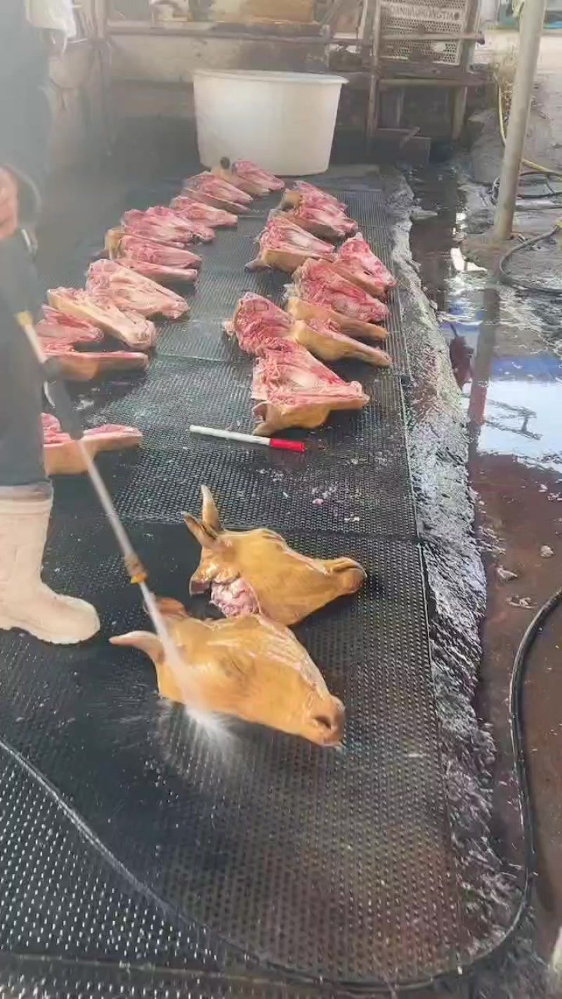 纯干火燎黄牛牛头