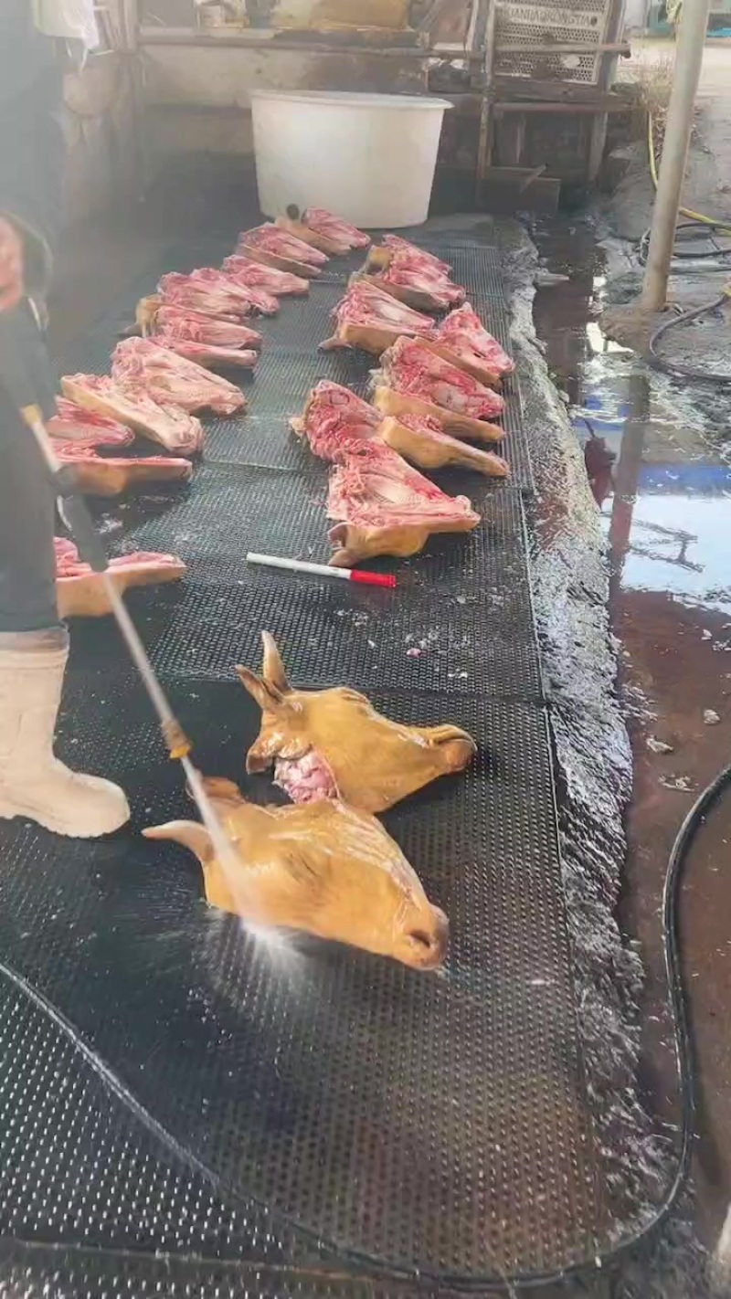 纯干火燎黄牛牛头