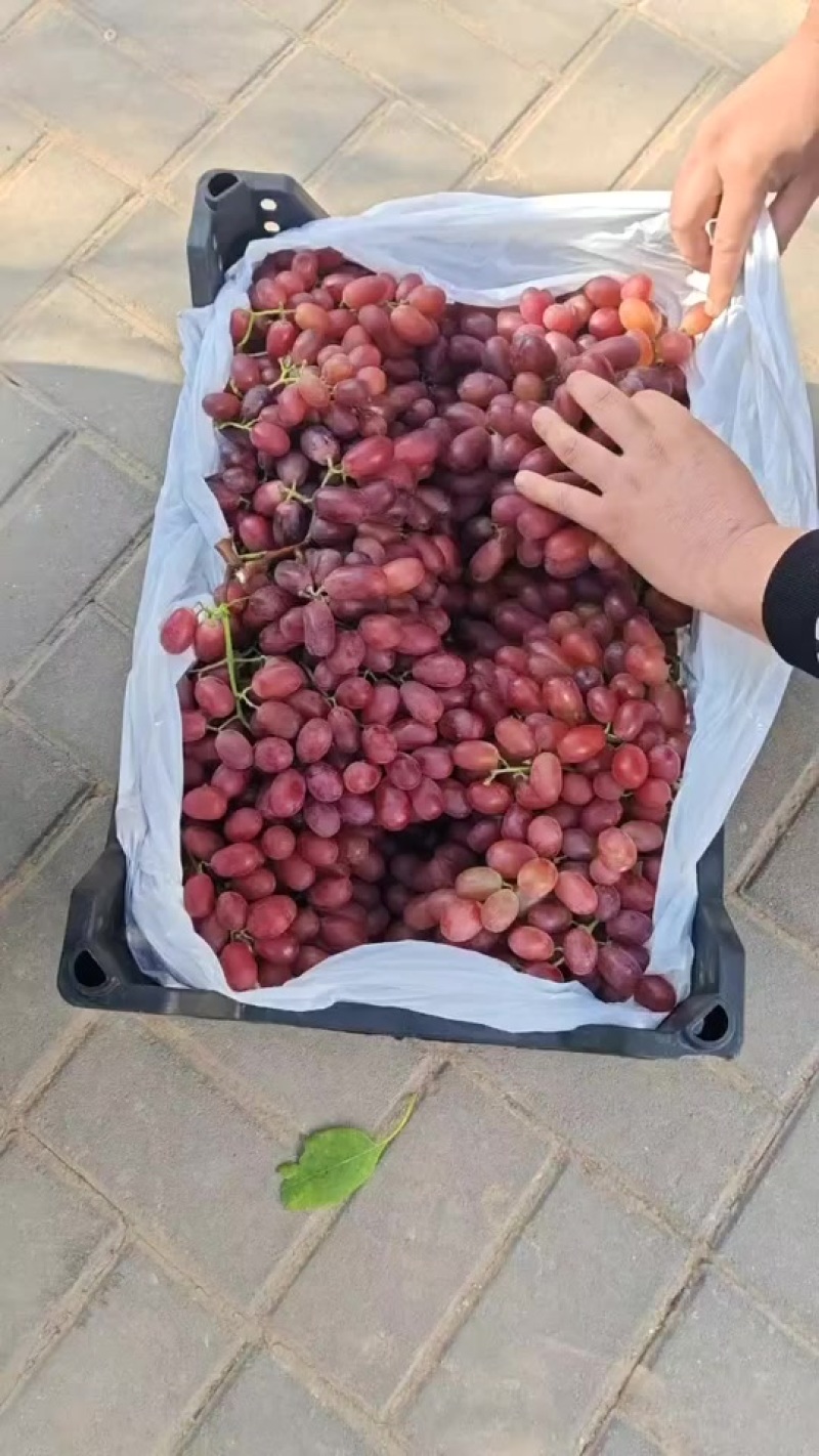 西昌克伦生葡萄脆甜