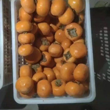 阳丰柿子