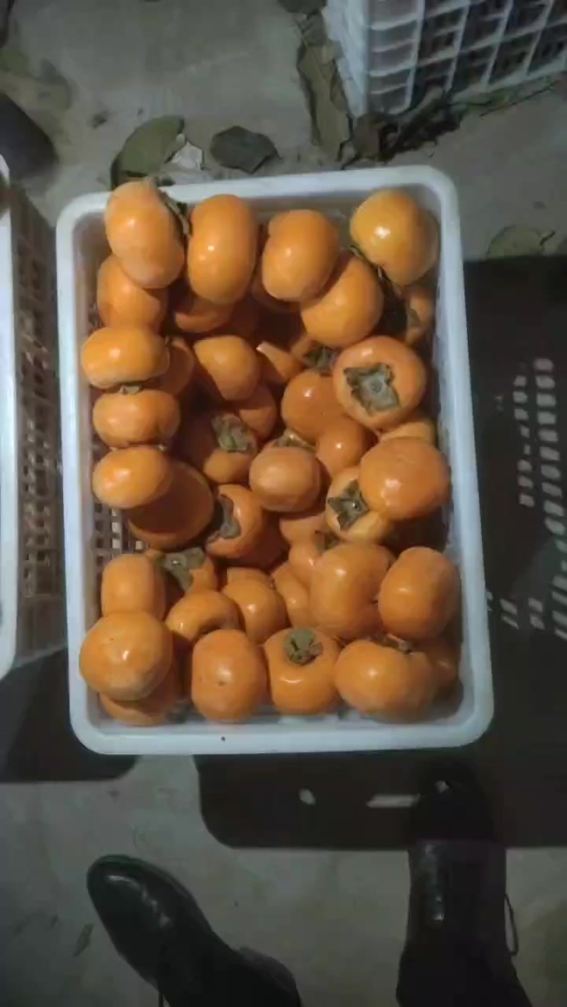 阳丰柿子