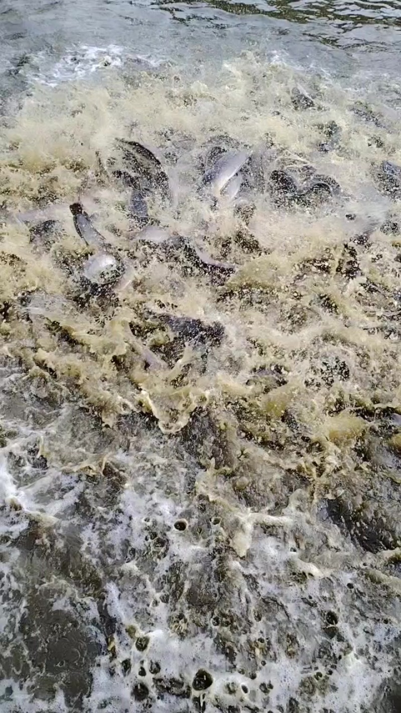 埃及鲶鱼