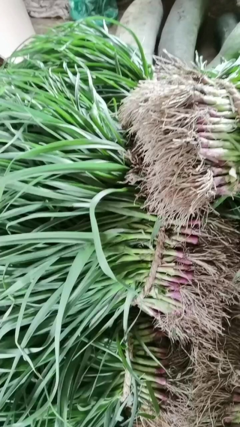 蒜叶