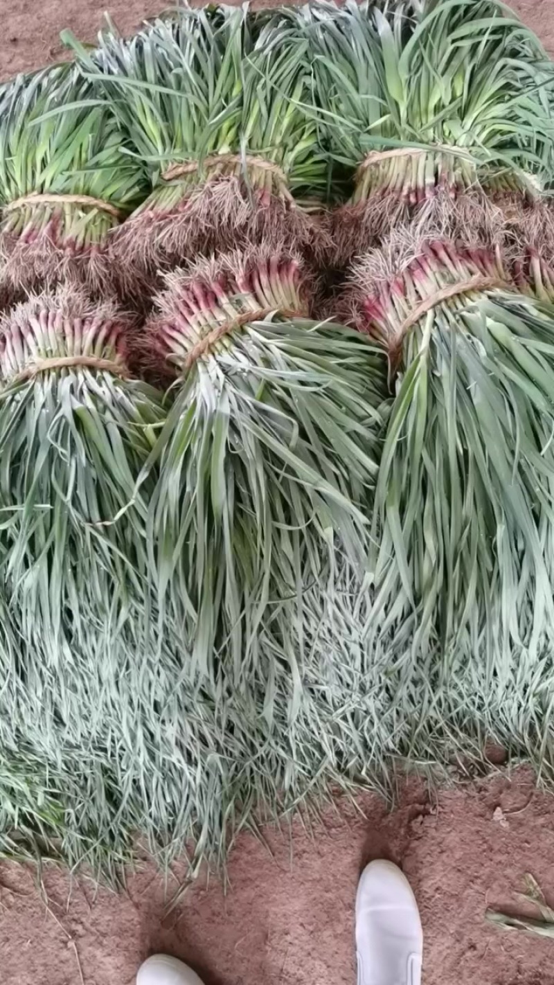 蒜叶