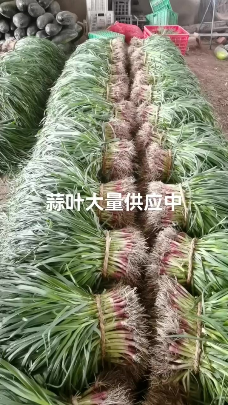 蒜叶
