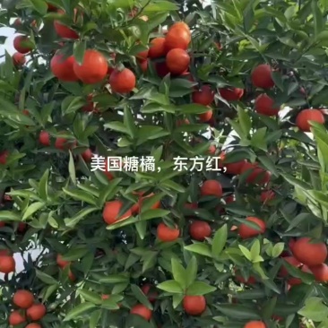东方红，颜色火红，可以一车一车采，有需要尽快联系