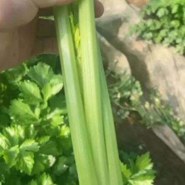 芹菜