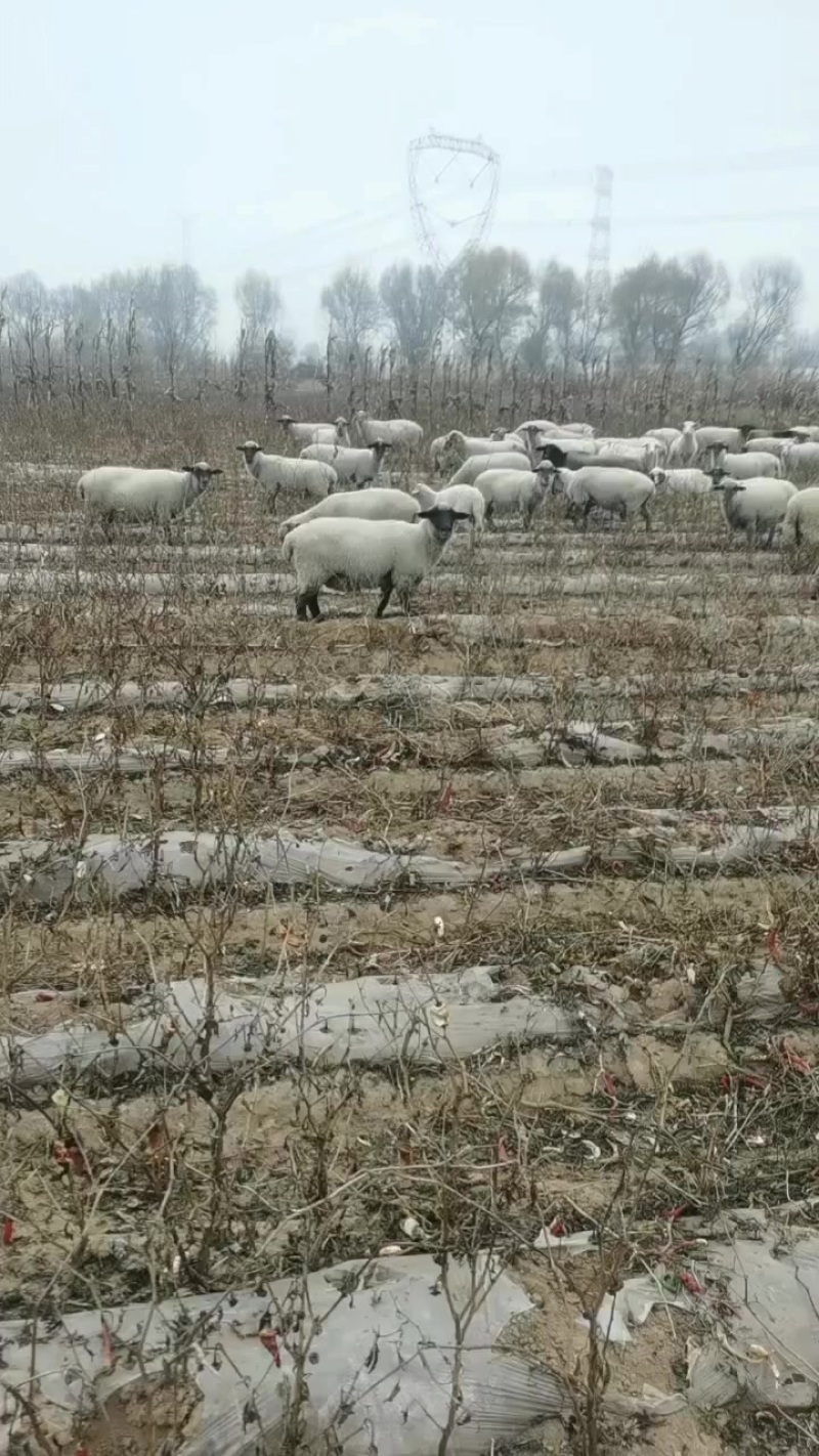 大量有货淘汰大母羊大公羊有需要的老板电话联系