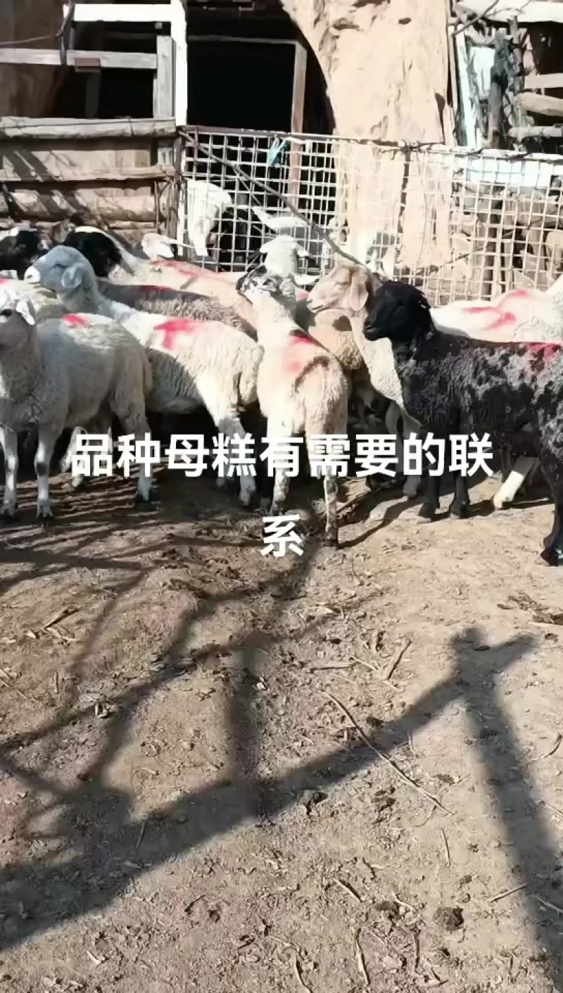 大量有货淘汰大母羊大公羊有需要的老板电话联系