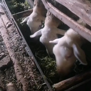 湖羊，价格漂亮出肉例高