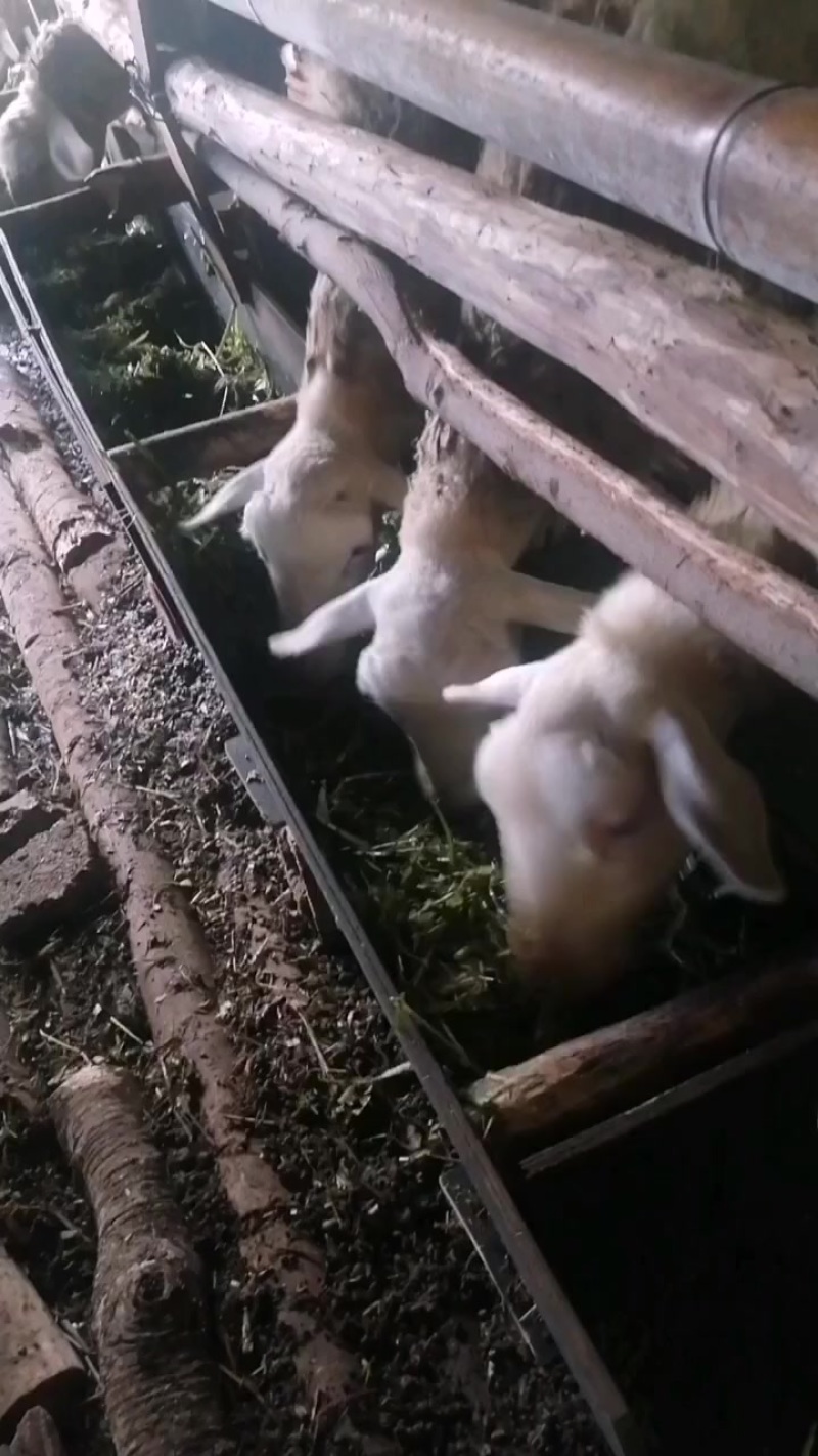 湖羊，价格漂亮出肉例高