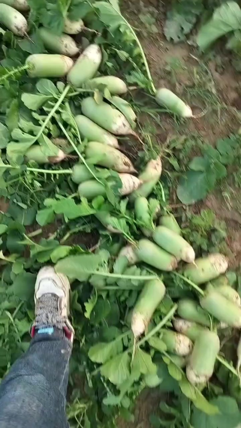 青萝卜大量有货，口感好脆甜，欢迎订购