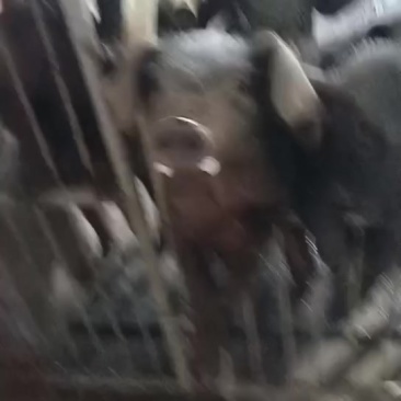 黑猪小黑猪