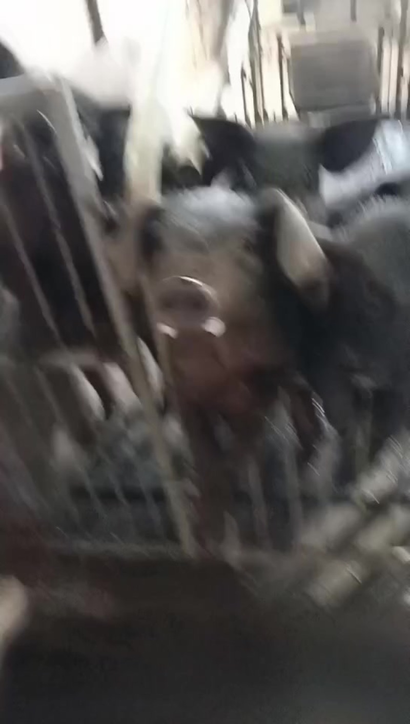 黑猪小黑猪