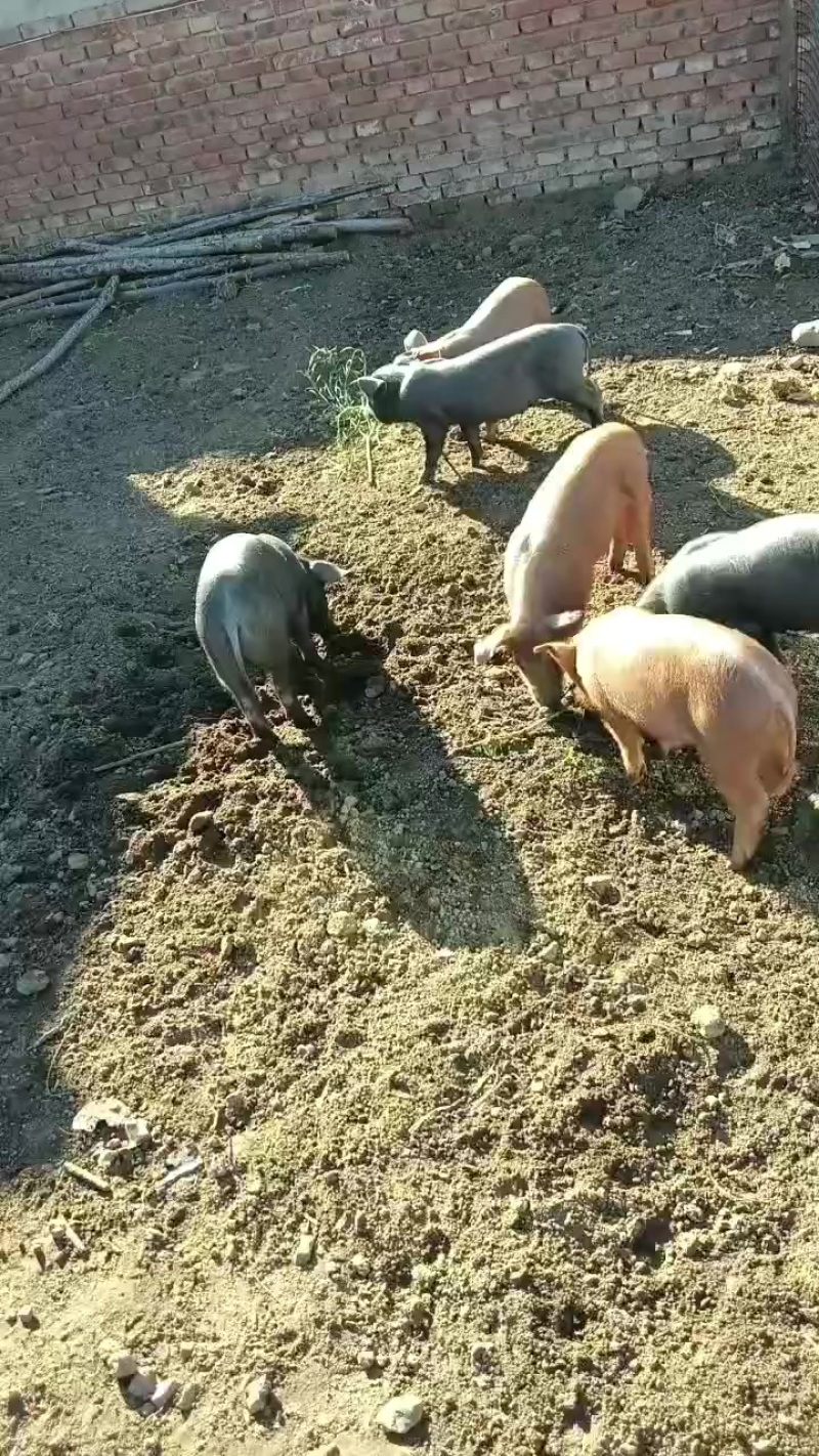 黑猪小黑猪