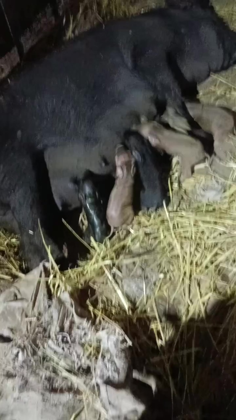 黑猪小黑猪
