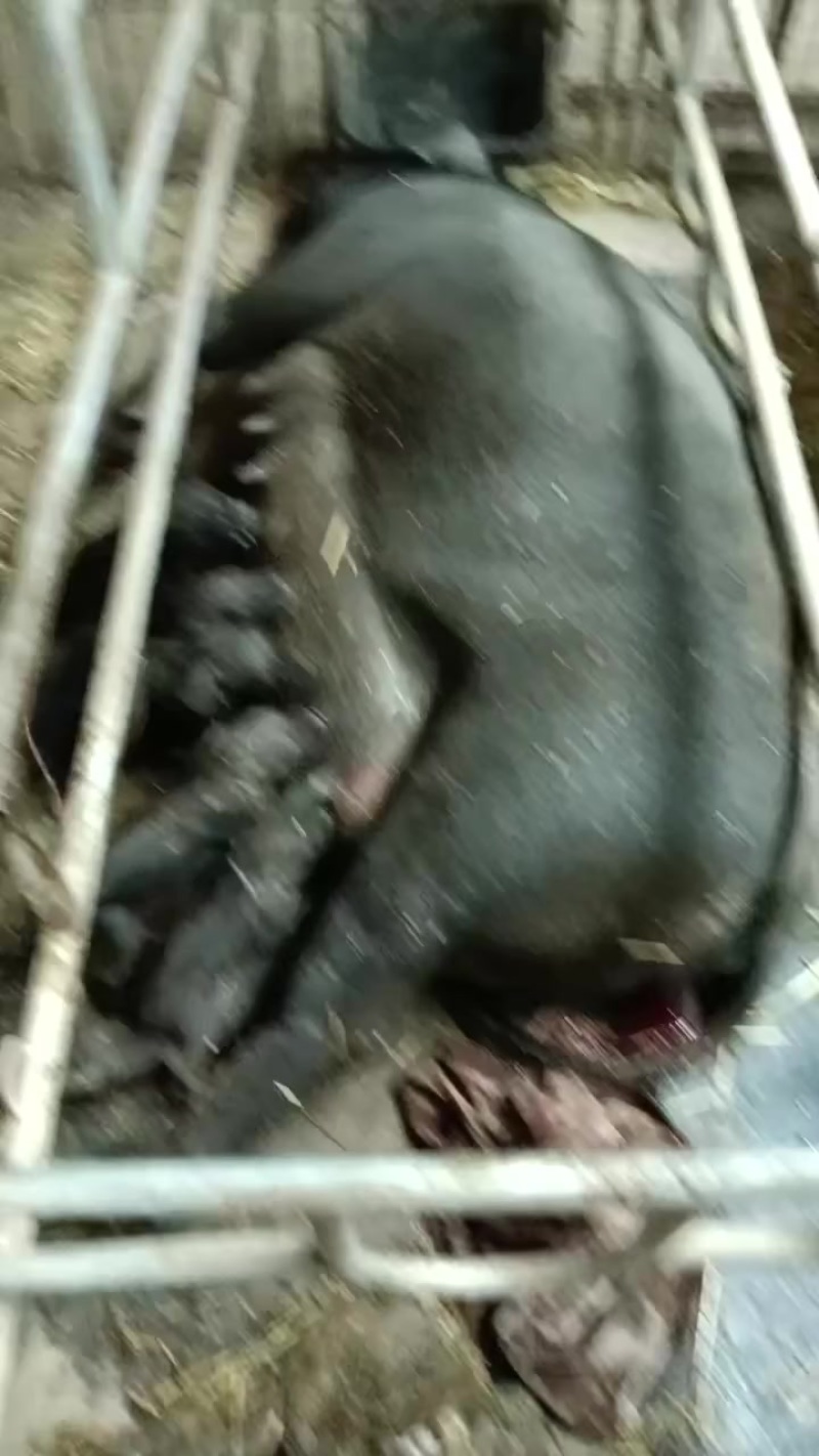 黑猪小黑猪