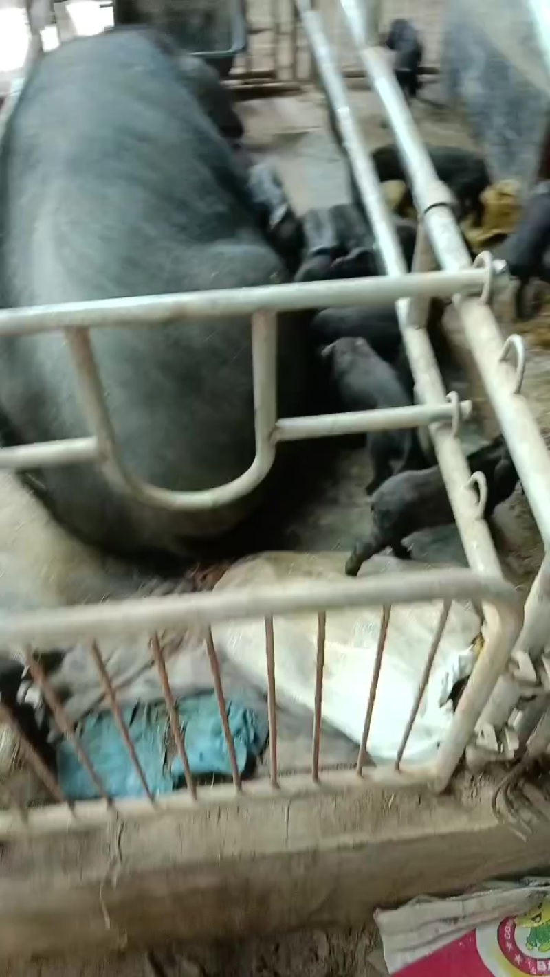 黑猪小黑猪