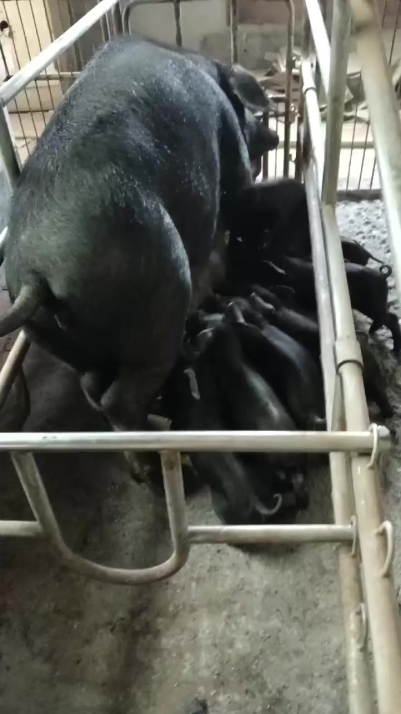 黑猪小黑猪