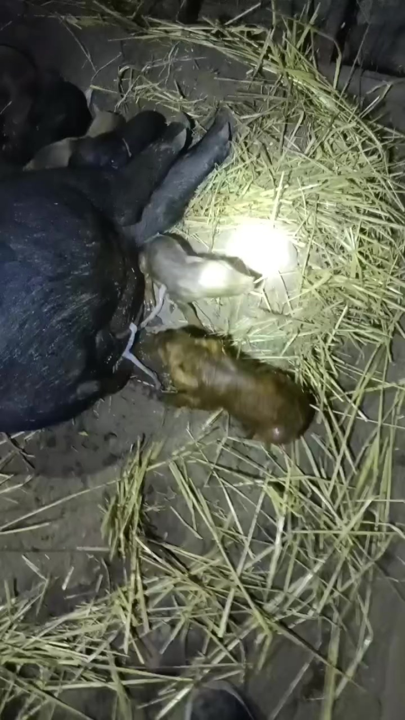 黑猪小黑猪