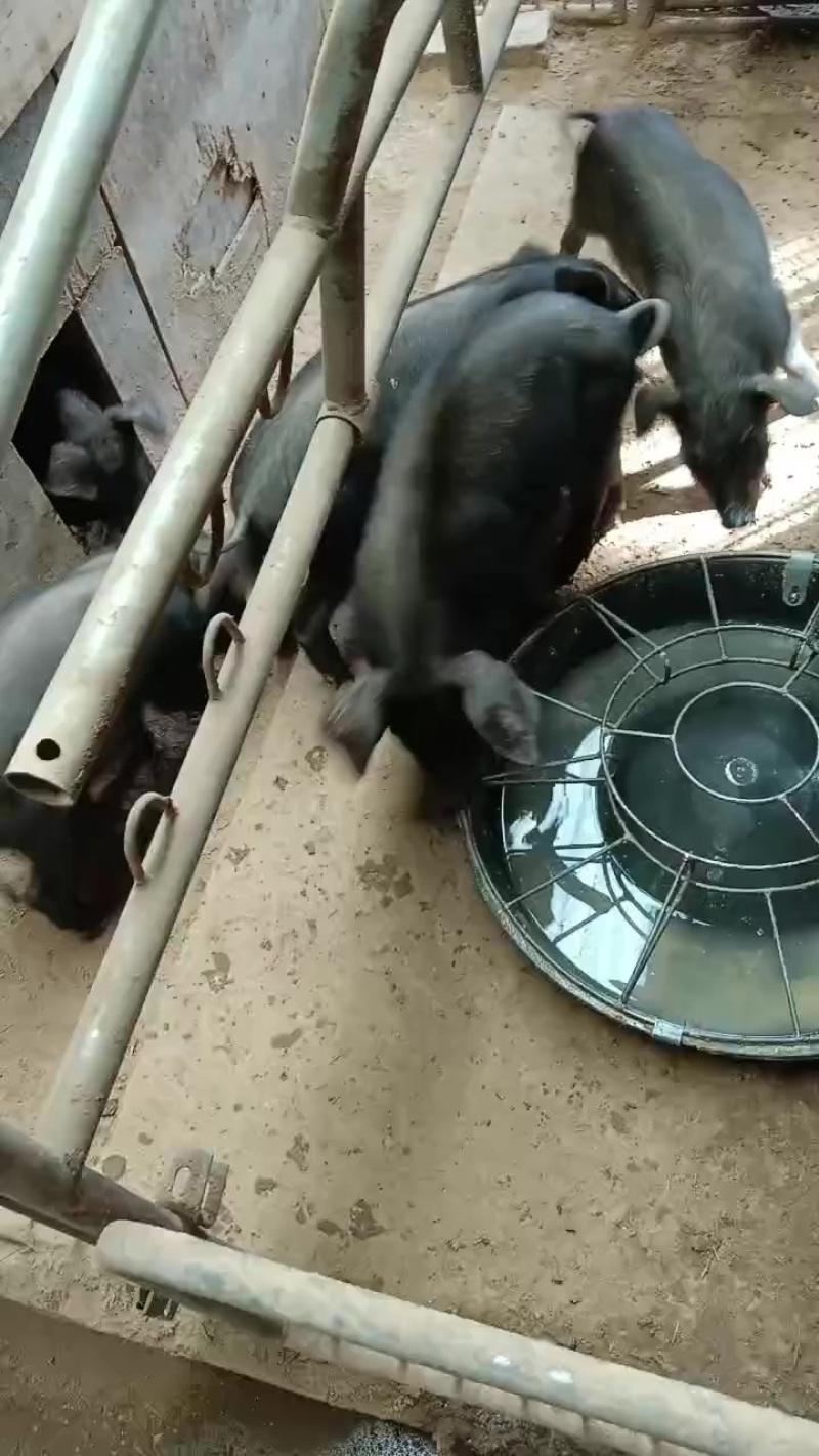 黑猪小黑猪