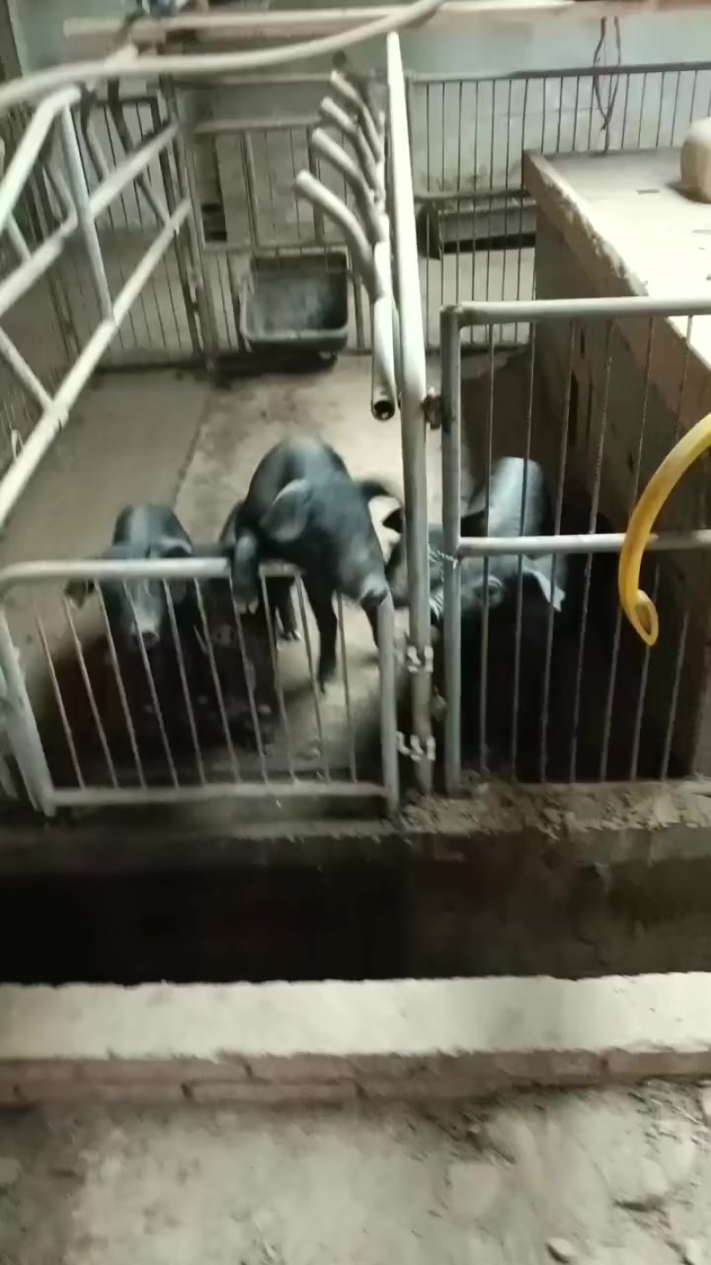 黑猪小黑猪