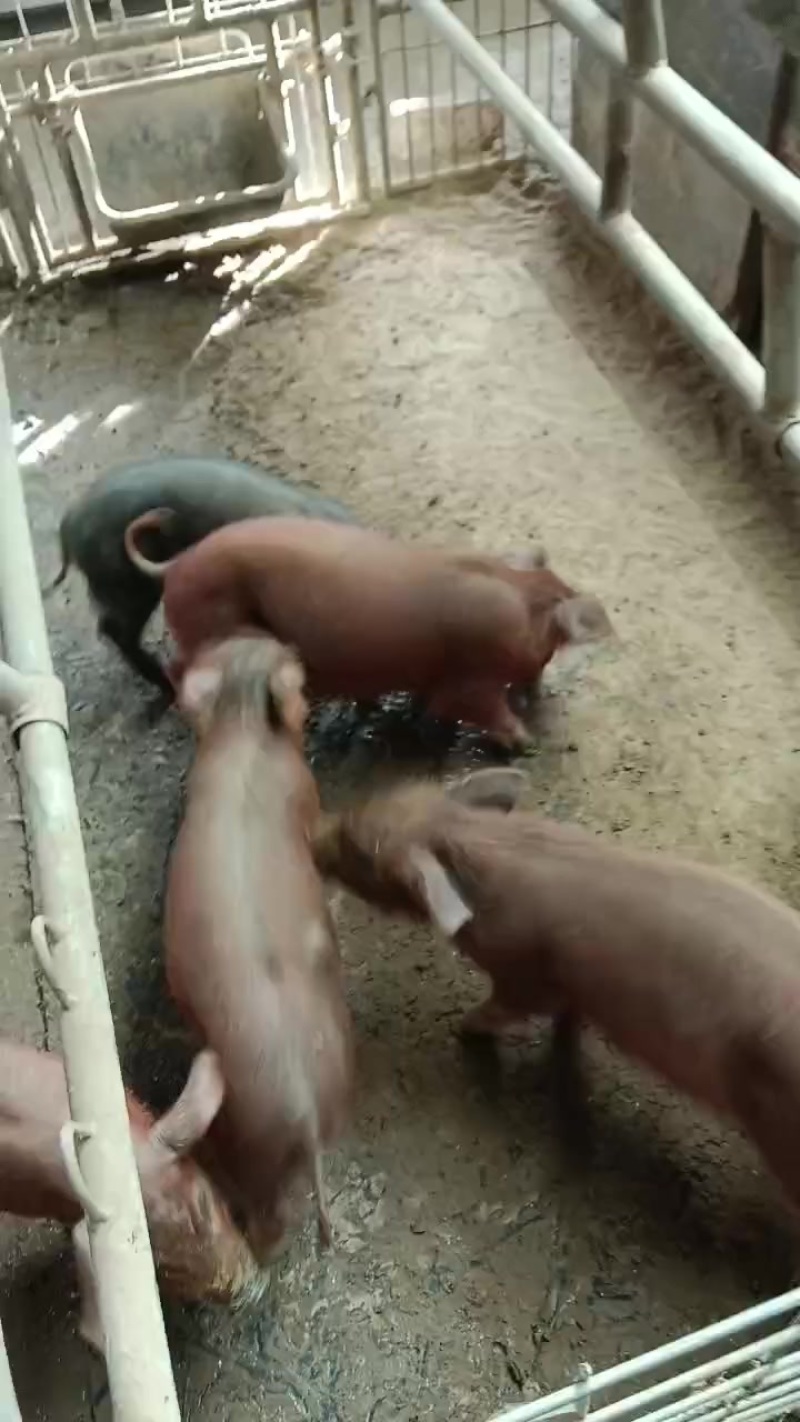 黑猪小黑猪