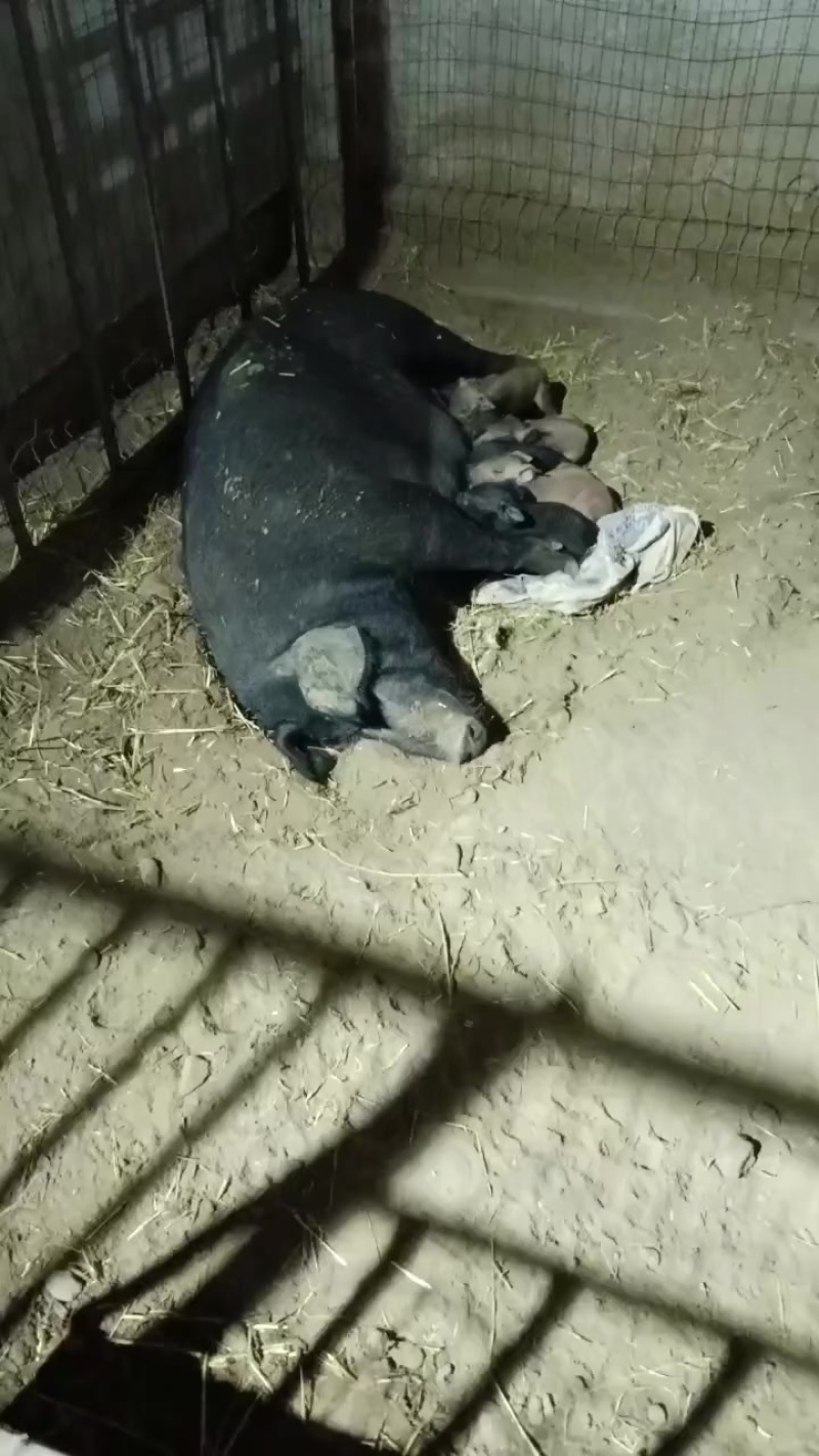 黑猪小黑猪