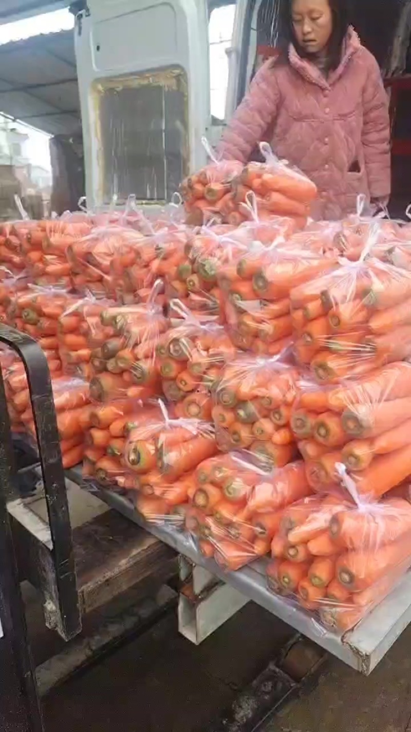 大量供应东台胡萝卜