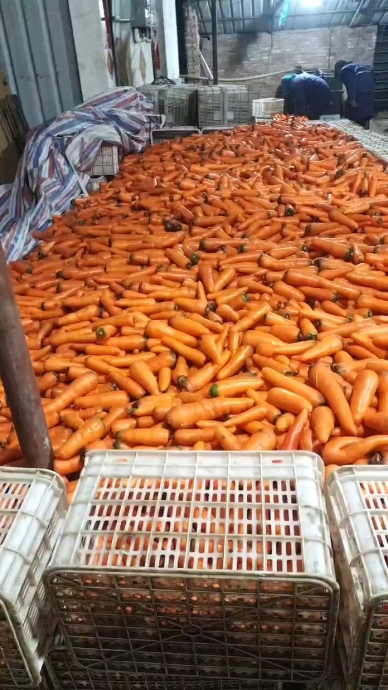 大量供应东台胡萝卜