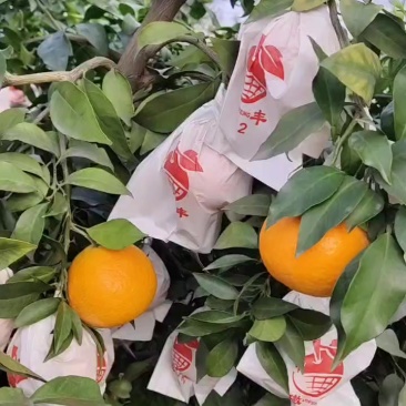 套袋精品爱媛，个头大，全细皮，果面干净，喜欢精品的老板来