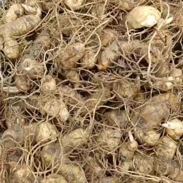 多花姜形倒苗黄精鲜货芽头大量出售