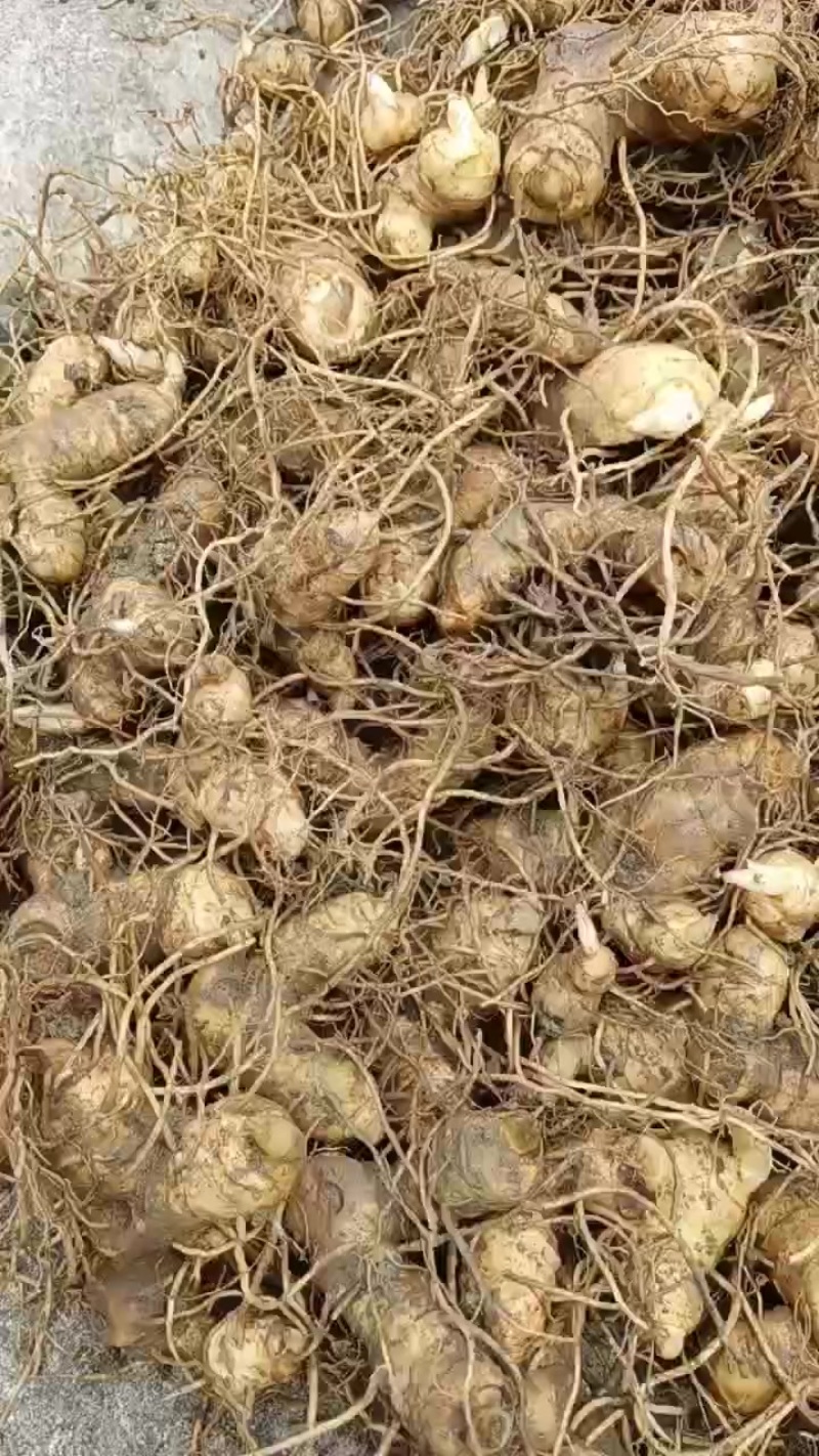 多花姜形倒苗黄精鲜货芽头大量出售