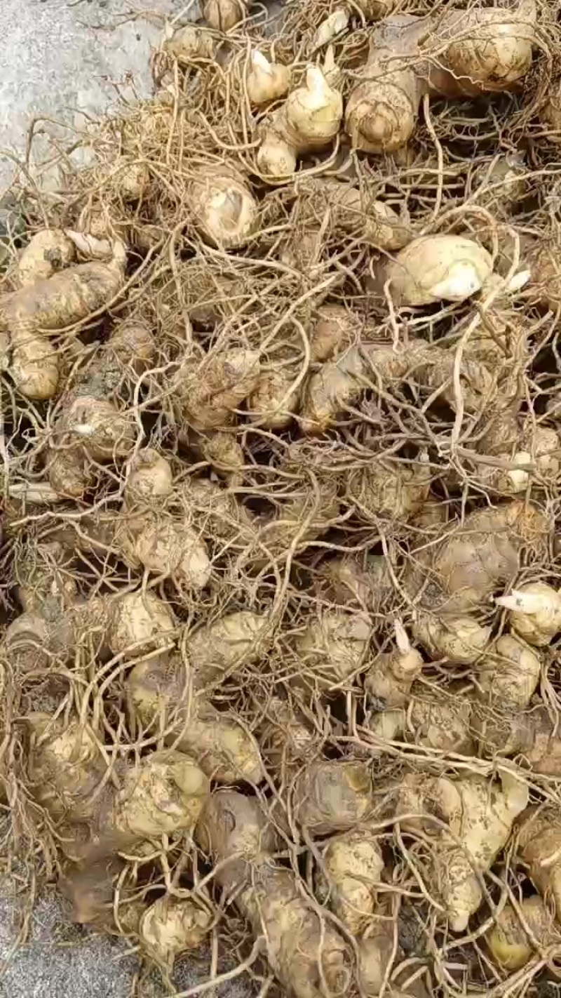 多花姜形倒苗黄精鲜货芽头大量出售