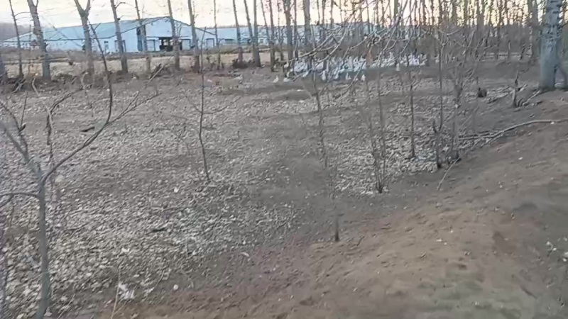 大鹅