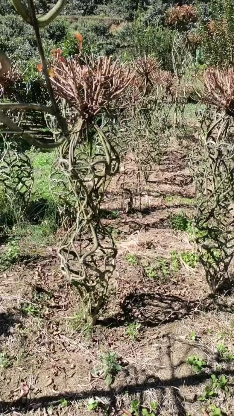 紫薇种植户