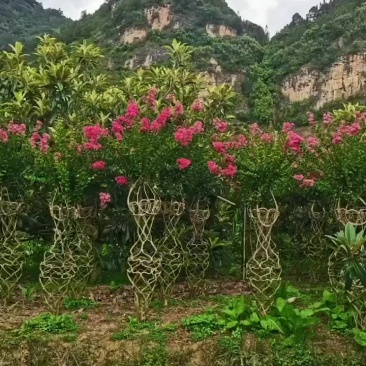 紫薇种植户